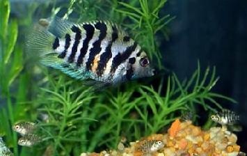 zebra ciklet-266.jpg